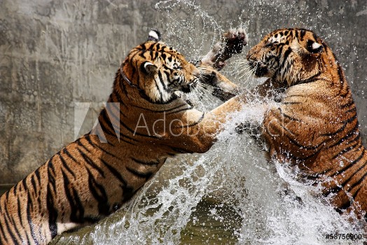 Picture of Tiger Battle
